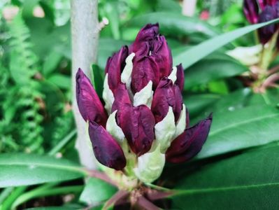 Rhododendron Marcel Menard
