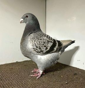 Femela RO 24-