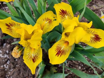 SDB Eyebright