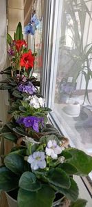 IMG-20250409-WA0011 (1)
