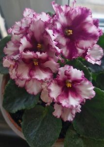 ; Violetă

