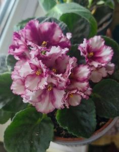 ; Violetă
