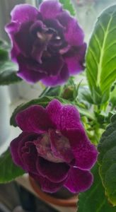 ; Gloxinia
