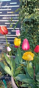 IMG-20250409-WA0018