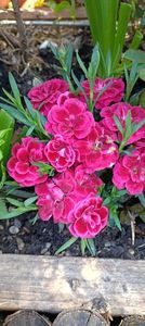 IMG-20250409-WA0020 (1)
