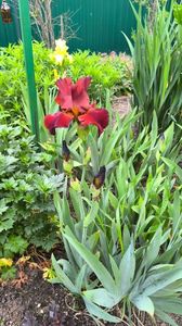 Iris germanica "Sultan"