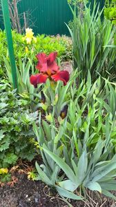 Iris germanica "Sultan"