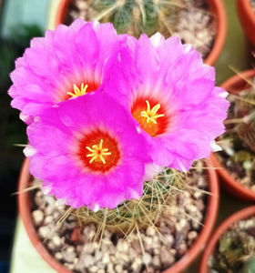 Thelocactus bicolor Huizache