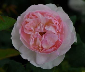 Sharifa Asma (tufa) 60; Parfum Puternic. 
Inflorire repetata tot sezonul. 
Inaltime 90-130 cm
