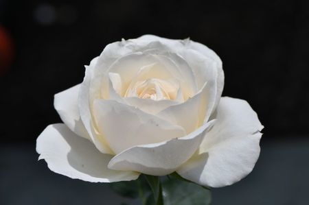 Princesse Astrid (tufa) 60; Parfum puternic. Inflorire repetata tot sezonul. 
Inaltime 80-100 cm.
