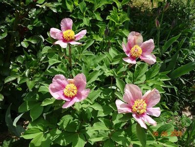 paeonia mlokosewitschii hybrid