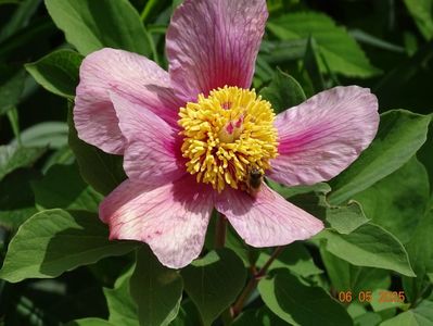 paeonia mlokosewitschii hybrid