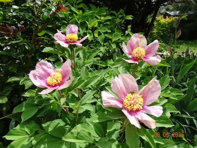 paeonia mlokosewitschii hybrid