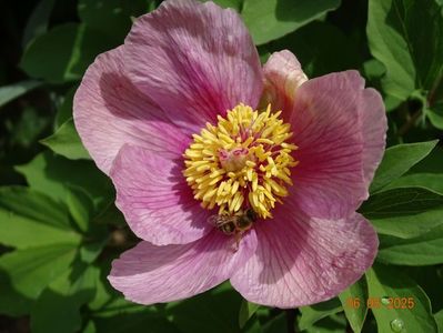 paeonia mlokosewitschii hybrid