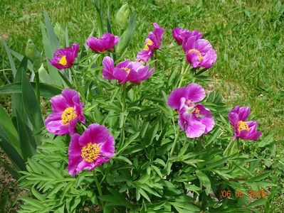 paeonia maximoweitschii