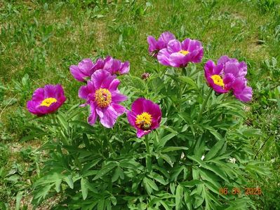 paeonia maximoweitschii