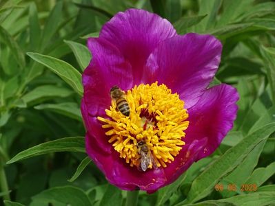 paeonia maximoweitschii