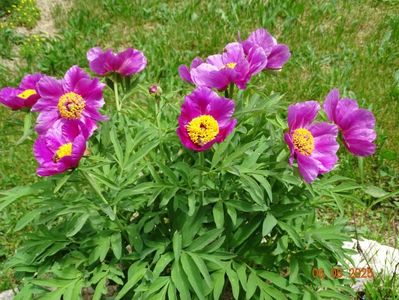 paeonia maximoweitschii