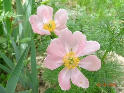 paeonia tenuifolia Rosea