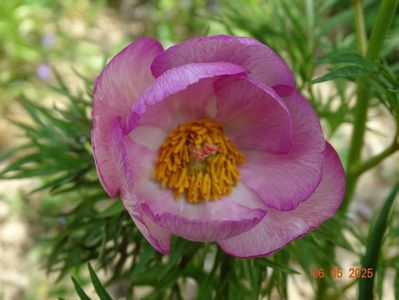 paeonia tenuifolia x mlokosewitschii
