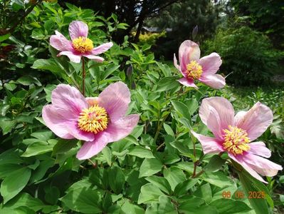 paeonia mlokosewitschii hybrid