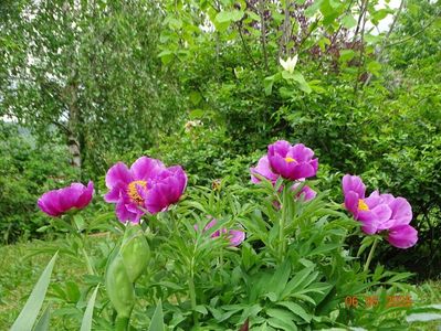 paeonia maximoweitschii