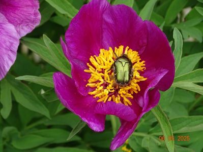 paeonia maximoweitschii