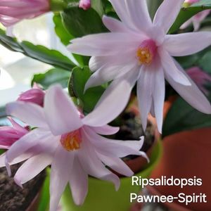 Pawnee- Spirit