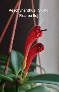 20241222_145345 - copie