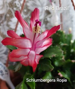 Red Brazil