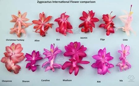 Schlumbergera