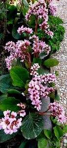 Bergenia