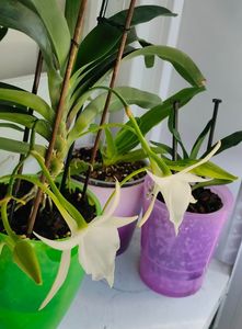 angraecum "Lady Lisa"x sesquipedale