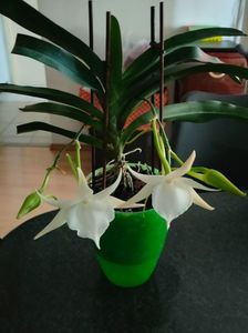 angraecum "Lady Lisa"x sesquipedale