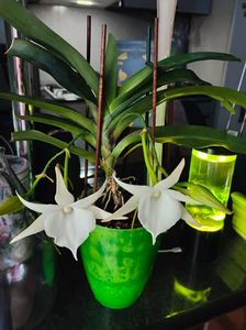 angraecum "Lady Lisa"x sesquipedale