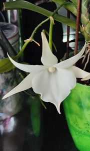angraecum "Lady Lisa"x sesquipedale