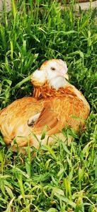 Tineret Araucana Gold 2025