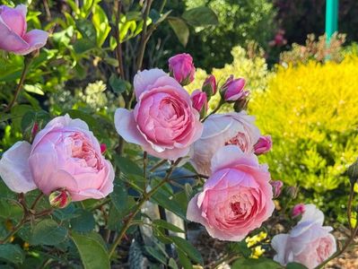 The Alnwick Rose (tufa) 80