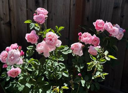 The Alnwick Rose (tufa) 80