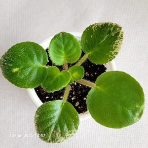 Buckeye Saucy Irish 15 rez