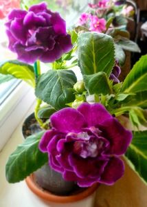 ; Gloxinia
