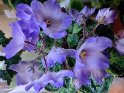 Violeta Ocharovatel nyye Glazki