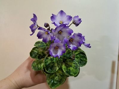 Violeta Ocharovatel nyye Glazki