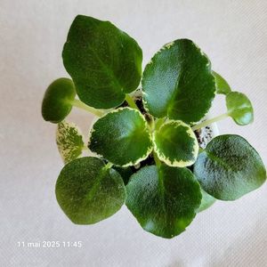 LE-Margarita 15