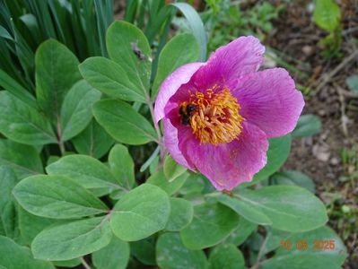 paeonia mascula