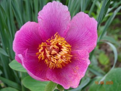 paeonia mascula