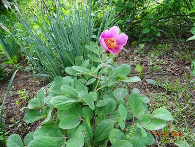 paeonia mascula