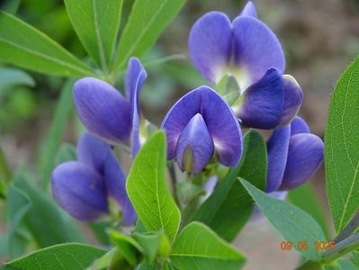 baptisia Starlite