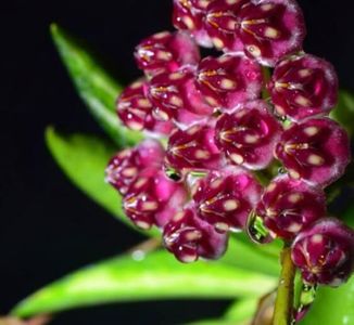 Hoya wayetii Variegata