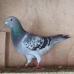 Mascul 23-071